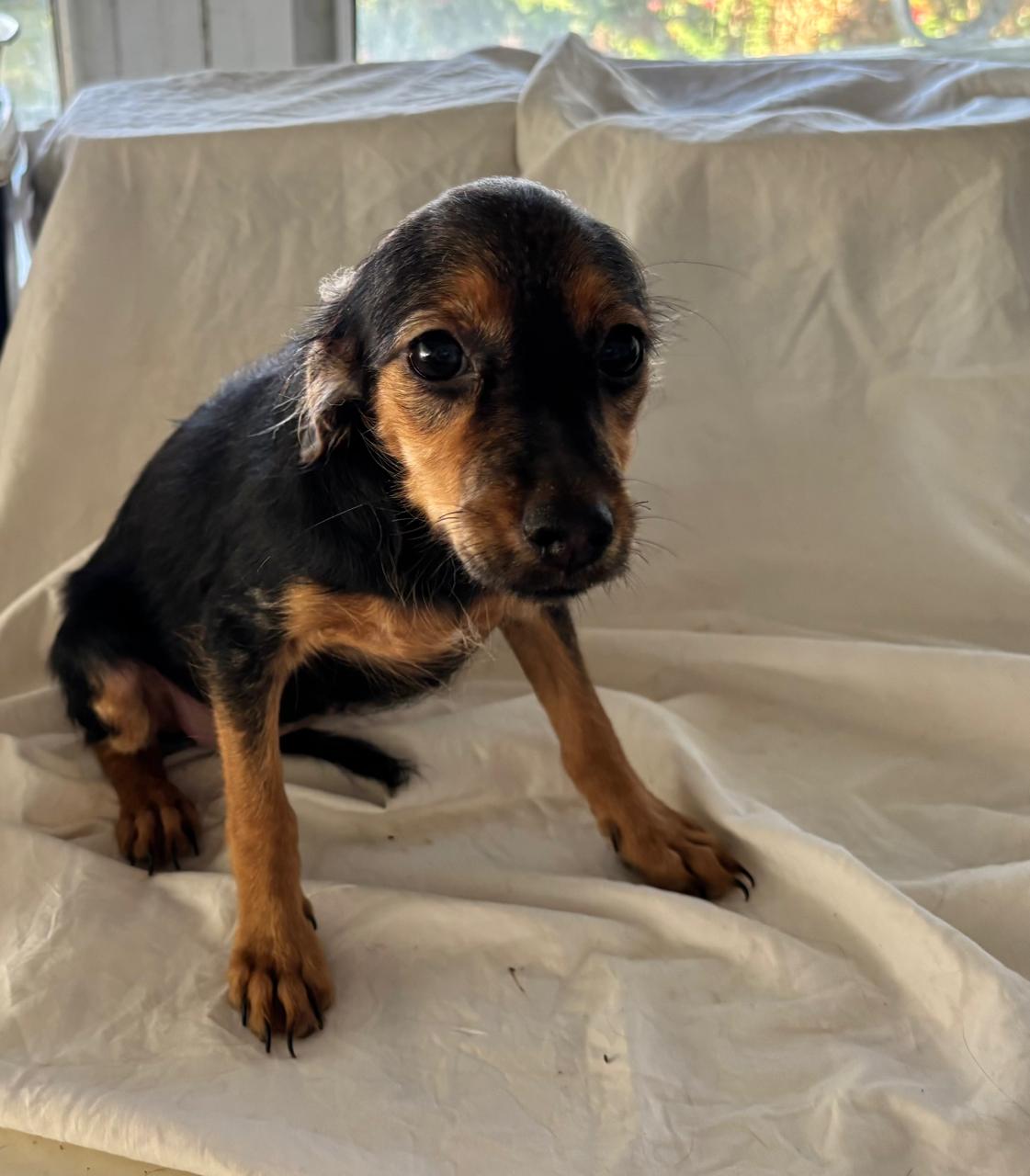 Chiens à adopter